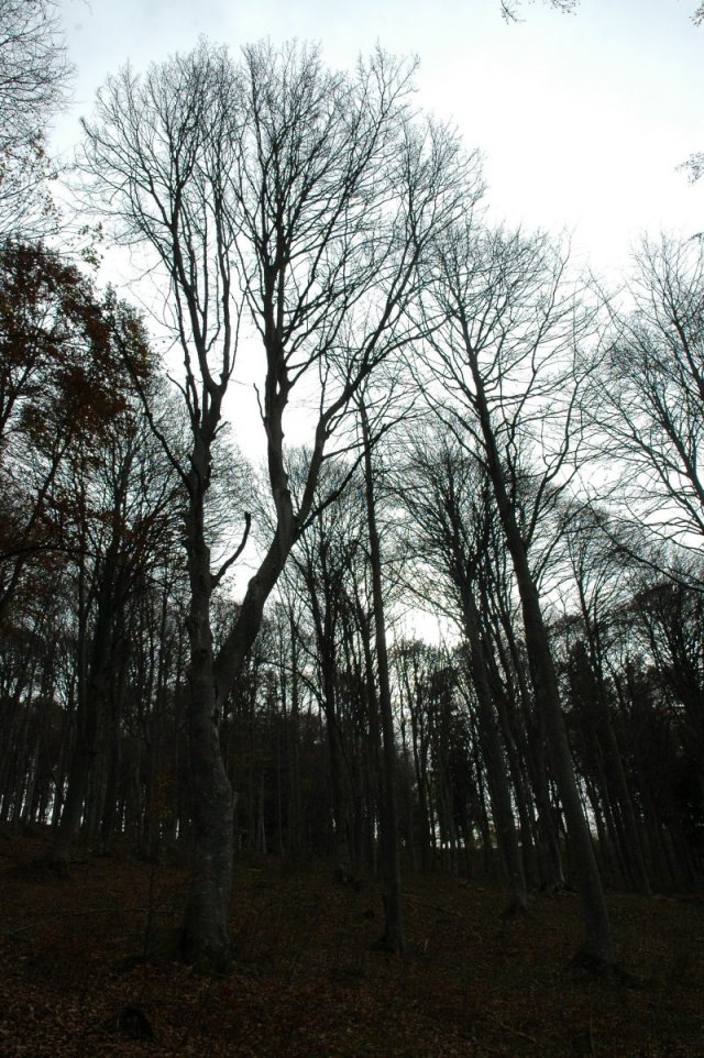 Parco Valentino al Monte Coltignone